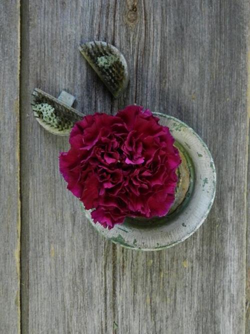Golem  Purple Carnations